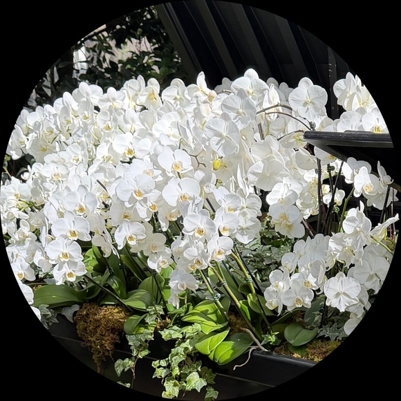 orchidtaxi